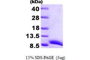 SDS-PAGE (SDS) image for ATX1 Antioxidant Protein 1 Homolog (ATOX1) (AA 1-68) protein (His tag) (ABIN666917)
