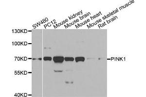 Western blot analysis of extracts of various cell lines, using PINK1 antibody (ABIN5998524) at 1/1000 dilution. (PINK1 antibody)