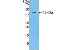 Detection of Recombinant LTF, Mouse using Polyclonal Antibody to Lactoferrin (LTF) (Lactoferrin antibody  (AA 63-193))