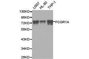 Western Blotting (WB) image for anti-Fc Fragment of IgG, High Affinity Ia, Receptor (CD64) (FCGR1A) antibody (ABIN1872670)