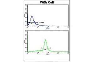 Flow Cytometric analysis of WiDr cells using Villin-1 Antibody (N-term)  (bottom histogram) compared to a negative control cell (top histogram). (Villin 1 antibody  (N-Term))