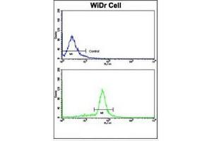 Flow Cytometric analysis of WiDr cells using Villin-1 Antibody (N-term)  (bottom histogram) compared to a negative control cell (top histogram).