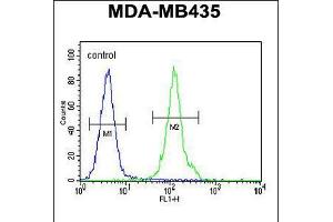 Flow cytometric analysis of MDA-MB435 cells (right histogram) compared to a negative control cell (left histogram). (OR2L13 antibody  (C-Term))