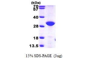 SDS-PAGE (SDS) image for Endoplasmic Reticulum Protein 27 (ERP27) (AA 26-273) protein (His tag) (ABIN667297)