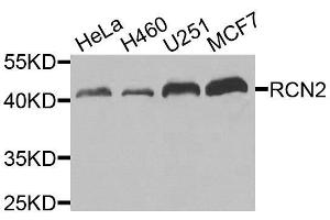 Western blot analysis of extracts of various cell lines, using RCN2 antibody. (RCN2 antibody  (AA 23-180))
