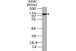 XPO4 antibody  (AA 775-1000)