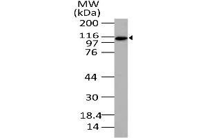 Image no. 1 for anti-Exportin 4 (XPO4) (AA 775-1000) antibody (ABIN5027198) (XPO4 antibody  (AA 775-1000))