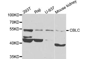 Western blot analysis of extracts of various cell lines, using CBLC antibody (ABIN5975726) at 1/1000 dilution. (CBLC antibody)