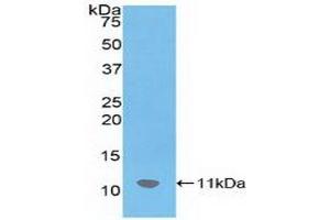 Detection of Recombinant SDF1, Mouse using Polyclonal Antibody to Stromal Cell Derived Factor 1 (SDF1) (CXCL12 antibody  (AA 22-89))