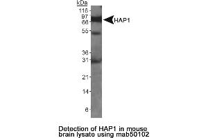Image no. 1 for anti-Huntingtin Associated Protein 1 (HAP1) antibody (ABIN363256)