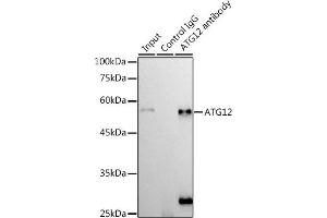 Immunoprecipitation analysis of 300 μg extracts of 293T cells using 3 μg  antibody (ABIN7265788). (ATG12 antibody)