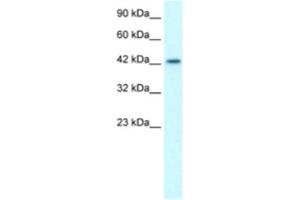 Western Blotting (WB) image for anti-LIM Homeobox 3 (LHX3) antibody (ABIN2460776) (LHX3 antibody)