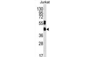Western Blotting (WB) image for anti-Transcription Factor MafB (MAFB) antibody (ABIN2996606)