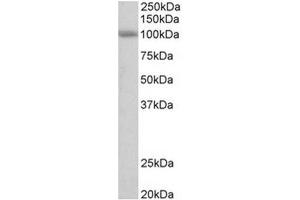 Staining of Human Cerebellum lysate using SIDT1 antibody at 0. (SIDT1 antibody  (Internal Region))