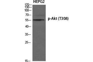 Western Blot (WB) analysis of specific cells using Phospho-Akt (T308) Polyclonal Antibody. (AKT1 antibody  (pThr308))