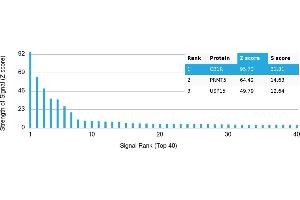 Protein Array (PAr) image for anti-Cannabinoid Receptor 1 (CNR1) antibody (ABIN7456251) (CNR1 antibody)