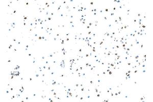 Immunocytochemistry (ICC) image for anti-S100 Calcium Binding Protein A9 (S100A9) (AA 64-114) antibody (ABIN7449432) (Recombinant S100A9 antibody  (AA 64-114))