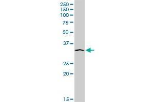 Syntaxin 4 antibody  (AA 1-297)