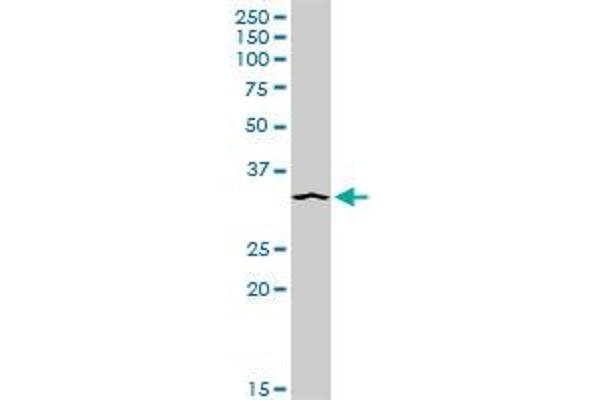 Syntaxin 4 antibody  (AA 1-297)