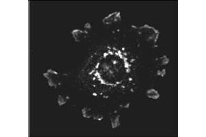 Image no. 1 for anti-ArfGAP with SH3 Domain, Ankyrin Repeat and PH Domain 1 (ASAP1) (AA 777-787) antibody (ABIN129670) (ASAP1 antibody  (AA 777-787))