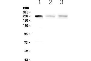 Western blot analysis of MYLK using anti-MYLK antibody . (MYLK antibody  (AA 1441-1709))
