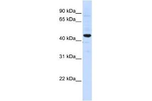 SLC41A3 antibody used at 1 ug/ml to detect target protein. (SLC41A3 antibody  (C-Term))