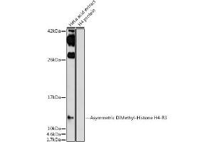 Western blot analysis of extracts of HeLa cells, using Asymmetric DiMethyl-Histone H4-R3 antibody (ABIN7267749) at 1:1000 dilution. (Histone H4 antibody  (2meArg3 (asymetric)))