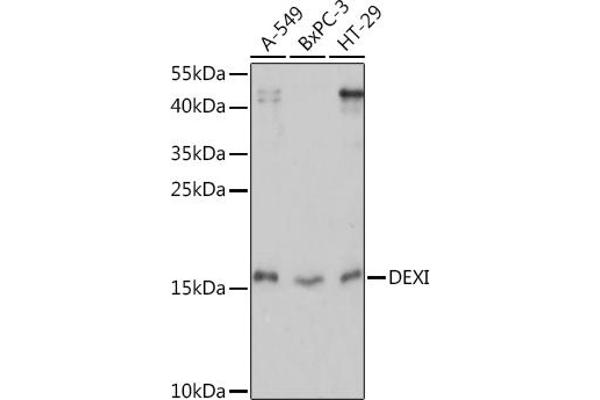 DEXI antibody  (AA 1-95)