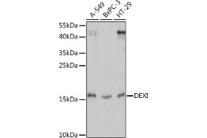 Western blot analysis of extracts of various cell lines, using DEXI Rabbit pAb (ABIN7266747) at 1:1000 dilution. (DEXI antibody  (AA 1-95))