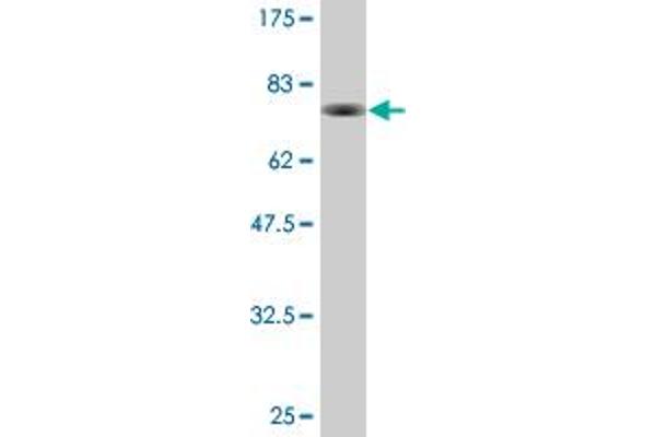 TASP1 antibody  (AA 1-420)