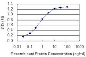 Detection limit for recombinant GST tagged FOXD4L1 is 0. (FOXD4L1 antibody  (AA 285-384))