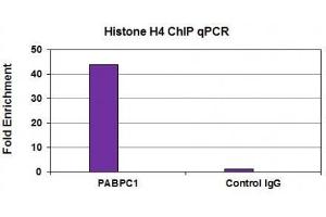 Histone H4 antibody (mAb) tested by ChIP analysis. (Histone H4 antibody)