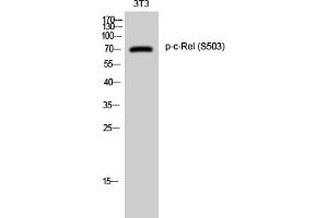 Western Blotting (WB) image for anti-REL proto-oncogene (c-Rel) (pSer503) antibody (ABIN5962644) (c-Rel antibody  (pSer503))