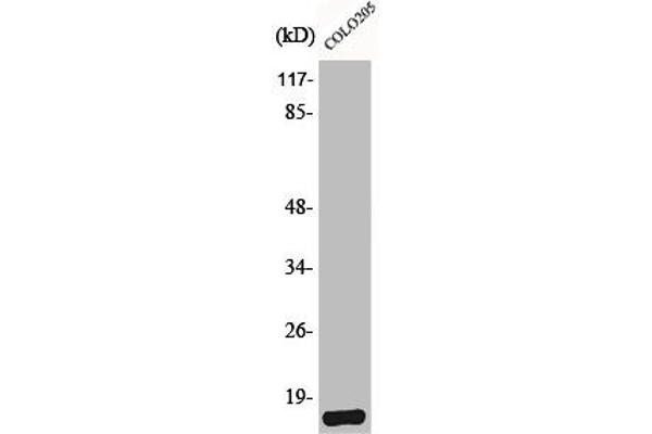 BRP44L antibody  (N-Term)