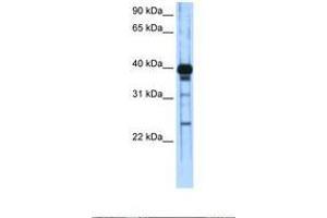 Image no. 1 for anti-Zinc Finger and SCAN Domain Containing 16 (ZSCAN16) (C-Term) antibody (ABIN6737886)