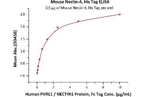Immobilized Mouse Nectin-4, His Tag (ABIN6933656,ABIN6938822) at 5 μg/mL (100 μL/well) can bind Human PVRL1 / NECTIN1 Protein, Fc Tag with a linear range of 0.