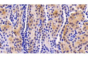 Detection of NRP1 in Human Kidney Tissue using Monoclonal Antibody to Neuropilin 1 (NRP1)