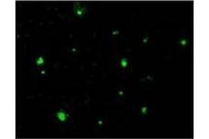 Immunofluorescence staining of HeLa cells using Acinus Antibody  at 10 μg/ml. (ACIN1 antibody)