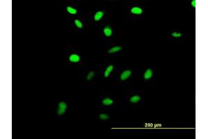 Immunofluorescence of purified MaxPab antibody to RRN3 on HeLa cell. (RRN3 antibody  (AA 1-106))