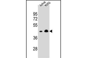 OR10A4 Antibody (C-term) (ABIN654817 and ABIN2844490) western blot analysis in Jurkat,K562 cell line lysates (35 μg/lane). (OR10A4 antibody  (C-Term))