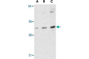 Western blot analysis of BMI1 in K-562 cell lysate with BMI1 polyclonal antibody  at (A) 0.