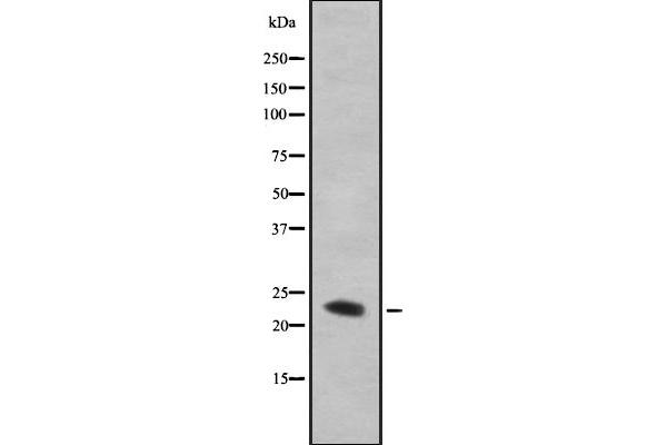 TMBIM4 antibody  (N-Term)