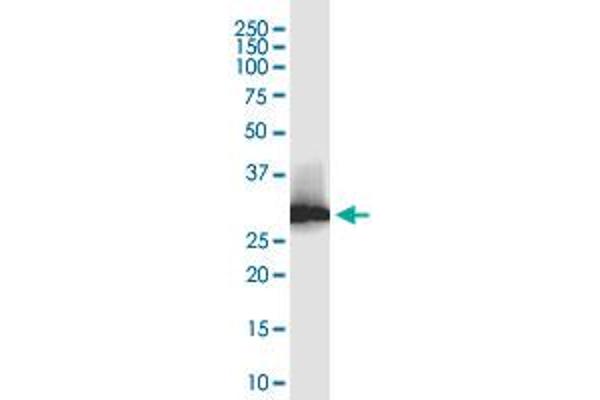 LACTB2 antibody  (AA 1-288)