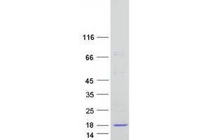 Validation with Western Blot (LCN6 Protein (Myc-DYKDDDDK Tag))