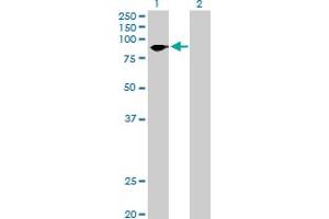 Western Blot analysis of SCYL3 expression in transfected 293T cell line by SCYL3 MaxPab polyclonal antibody. (SCYL3 antibody  (AA 1-688))