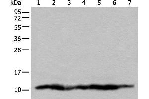 Western blot analysis of 293T cell lysates using UQCRQ Polyclonal Antibody at dilution of 1:450 (UQCRQ antibody)