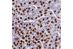 Immunohistochemical staining of human stomach with LYRM5 polyclonal antibody  shows strong cytoplasmic positivity in glandular cells. (LYRM5 antibody)