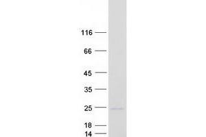 Western Blotting (WB) image for Mesencephalic Astrocyte-Derived Neurotrophic Factor (MANF) protein (Myc-DYKDDDDK Tag) (ABIN2714930)
