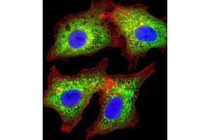 Immunofluorescent analysis of 4 % paraformaldehyde-fixed, 0. (AKR7L antibody  (AA 32-64))