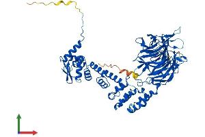 AlphaFold protein structure predicition of Human Recombinant KLHL36 Protein, UniprotID Q8N4N3